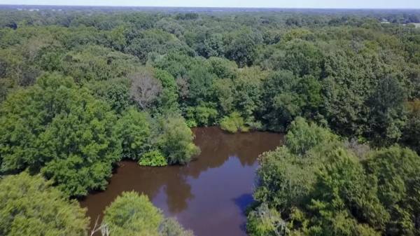 Находка в лесу: группа искателей обнаружила на болоте брошенные автомобили и спасла некоторые из них