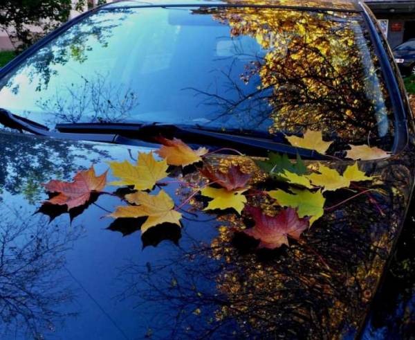 Вода в салоне и другие причины, по которым не стоит оставлять автомобиль под опадающими листьями