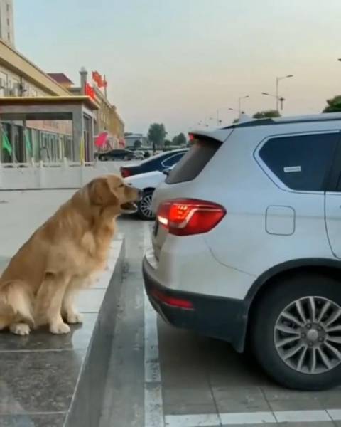 Собака-парковщик: забавное видео, как пес «руководит» заезжающим на стоянку водителем
