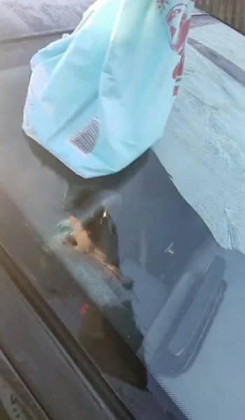 Убрать лед с лобового стекла автомобиля легко: женщина показала лайфхак с пакетом