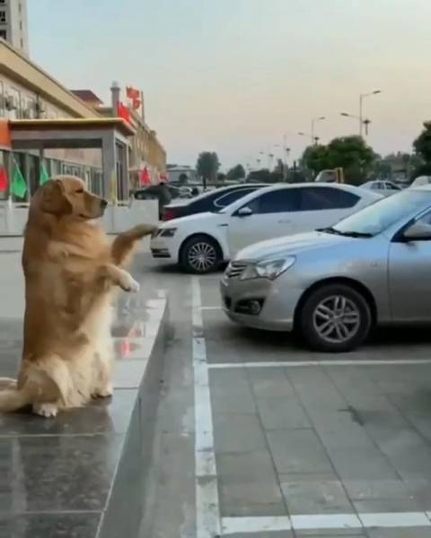 Собака-парковщик: забавное видео, как пес «руководит» заезжающим на стоянку водителем