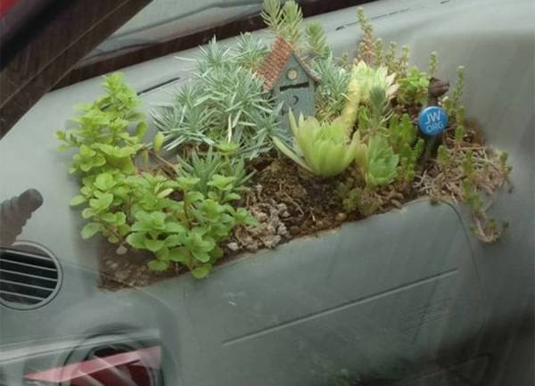 Вирусный тренд: зачем люди выращивают растения прямо в своем автомобиле