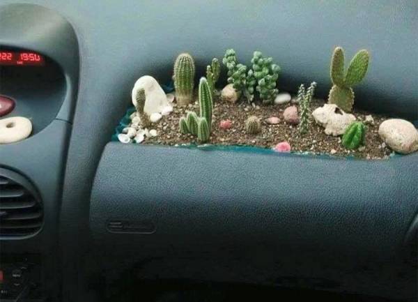 Вирусный тренд: зачем люди выращивают растения прямо в своем автомобиле