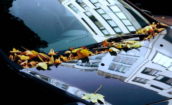 Портят краску и наносят вред системе кондиционирования воздуха: причины, по которым не стоит парковать машину под деревьями